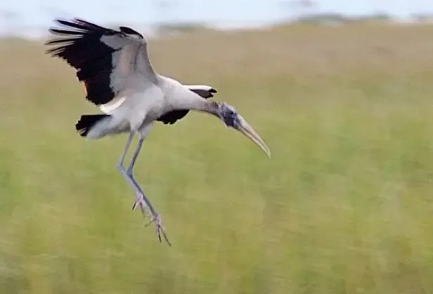 Close up view of “Wood Stork Landing” by Nancy Zydler, oil